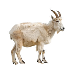 A white goat standing on a plain Png background, a mountain goat isolated on transparent background