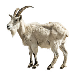 A white goat stands confidently on a plain Png background, a mountain goat isolated on transparent background