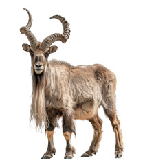 A markhor, a type of wild goat, stands with long horns in front of a plain Png background, a Beaver Isolated on a whitePNG Background