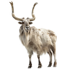 A markhor goat with long horns standing on a Png background, a Beaver Isolated on a whitePNG Background