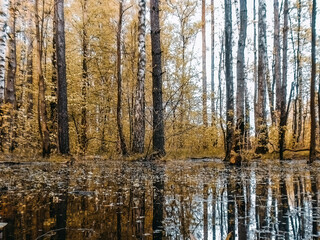 Autumn landscape with trees in the forest swamp.