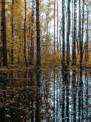 Autumn landscape with trees in the forest swamp.