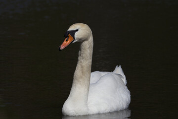 Schwan