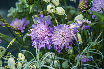 mountain flora, daisy, silene, scabiosa, from the French region of the Auvergne in summer