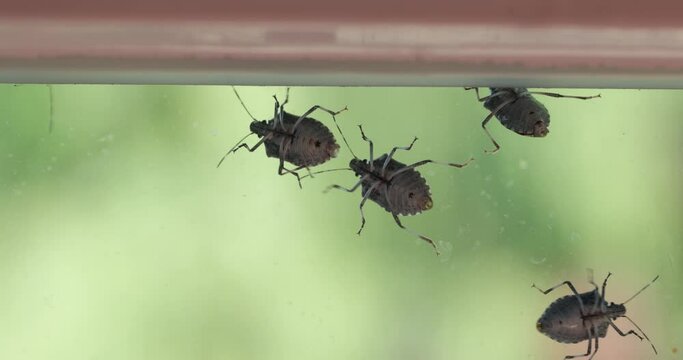 Stink bugs closeup on the window