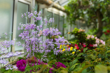 Primula malacoides, called the fairy primrose or baby primrose, is a perennial species of Primula native to the Himalayas in the botanical garden