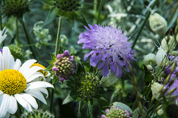 mountain flora, daisy, silene, scabiosa, from the French region of the Auvergne in summer