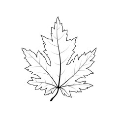 Black outline drawing of maple leaf. Simple maple leaf icon isolated on white background. Vector illustration