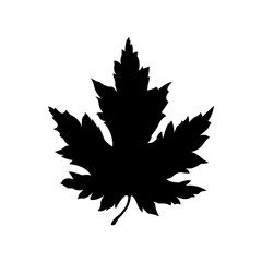Black linear silhouette of maple leaf. Simple maple leaf icon isolated on white background. Vector illustration