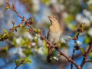 a whirligig bird sits on the branches of a blooming apple tree in a spring sunny garden and sings