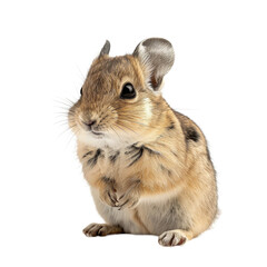 A small chinchilla sitting on a plain Png background, a Beaver Isolated on a whitePNG Background