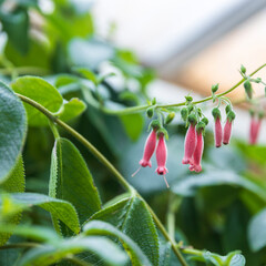Obraz premium Sinningia sellovii blooms with small pink bells in the spring. Square frame.