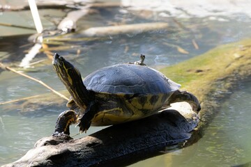Meso-American slider, Trachemys venusta