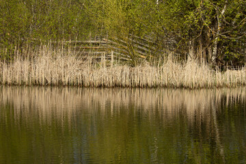  Dry brown reeds near the pond.