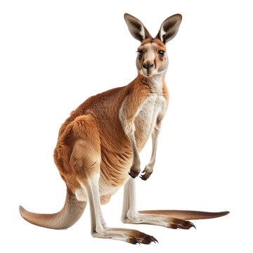 A red kangaroo is standing upright in front of a plain Png background, a red kangaroo isolated on transparent background