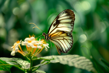 Beautiful White butterfly rests among the foliage of a garden