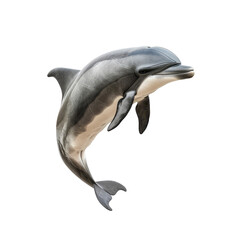 Fototapeta premium A dolphin leaping in the air against a plain white backdrop, a river dolphin isolated on transparent background