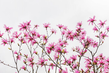 Background of pink magnolia flowers on a cloudy sky.