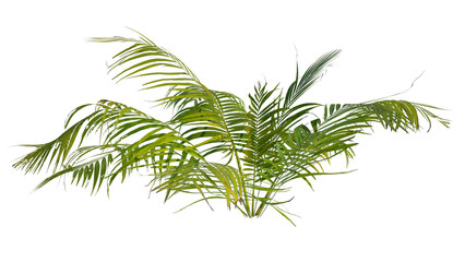 palm tree isolated on white