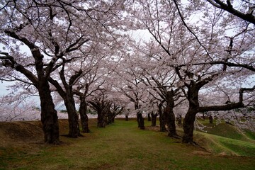 五稜郭の桜