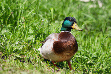 Stockenten Erpel im Gras