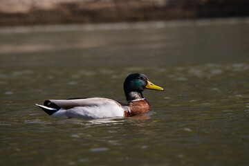 Erpel auf dem Wasser