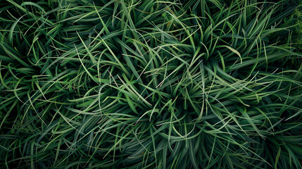 Naklejka na ściany i meble Green Grass Blades from a Close-up Overhead View - Grass Texture With Copy Space