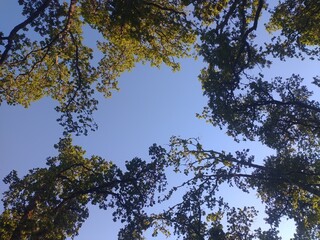 looking up at the trees