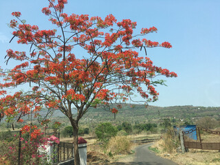 A Royal poinciana - Delonix regia ( Gulmohar Tree ) in full bloom in dry Western Ghat Area - Stock...