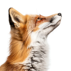 Fototapeta premium A side view of a two-year-old red fox looking up curiously, a Side view of a Red fox looking up, two years old, isolated on white
