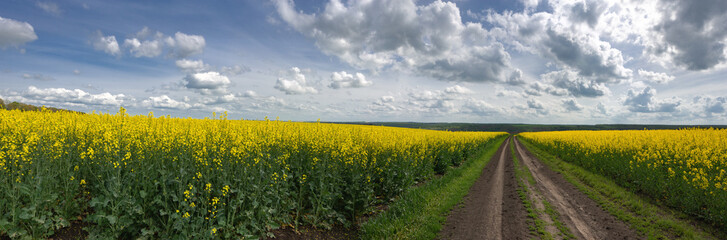 Agro-industrial fields.Spring fields of central Ukraine.Rapeseed flowering.Panorama of a vast rapeseed field.Hanging clouds along the fields.Hanging clouds along the fields.