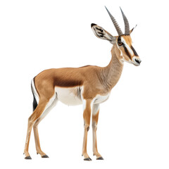 A gazelle stands gracefully against a plain white backdrop, a springbok isolated on transparent background