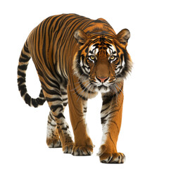 A Sumatran tiger confidently strolls forward on a plain Png background, a Sumatran Tiger Walking Forward on transparent background