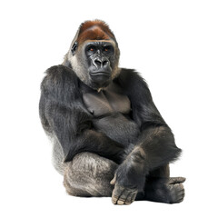Naklejka premium A western lowland gorilla sitting in front of a plain Png background, a western lowland gorilla isolated on transparent background