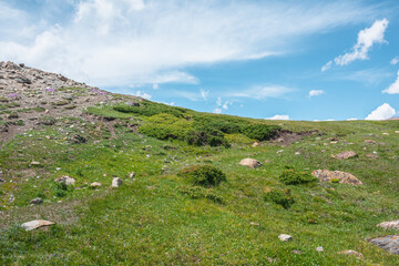 Minimal vivid green landscape with sunlit lush alpine flora on hill under clouds in blue sky. Rich vegetation and stones on grassy slope in sunlight. Minimalist mountain scenery in changeable weather.