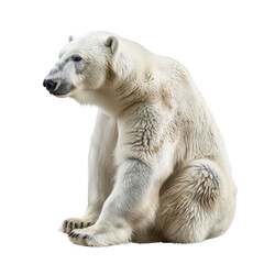 A polar bear sitting on a Png background, a White Polar Bear Isolated on a whitePNG Background