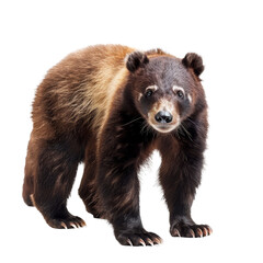 A brown bear is standing in front of a Png background, a Beaver Isolated on a whitePNG Background