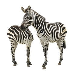 Two zebras standing side by side on a Png background, a Beaver Isolated on a whitePNG Background