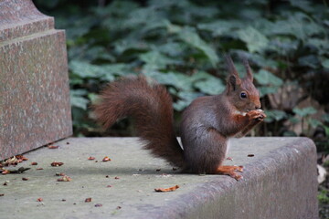 Eurasisches Eichhörnchen, Sciurus vulgaris