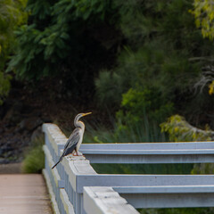 white heron ardea cinerea