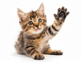 Obraz premium A kitten is waving its paw at the camera.