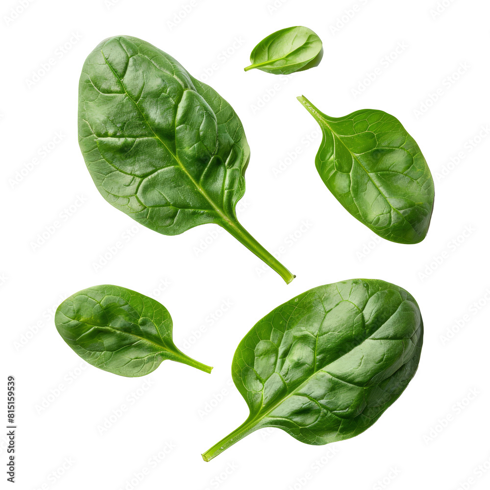 Poster Four freshly picked spinach leaves arranged neatly on a plain Png background, fresh spinach leaves isolated on transparent background