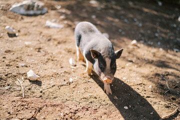 Black dwarf pig walks on the ground looking up