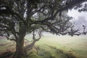 Bosque de fanal con nieblas al amanecer