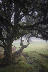 Bosque de fanal con nieblas al amanecer