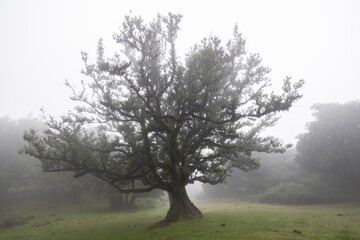 Bosque de fanal con nieblas al amanecer