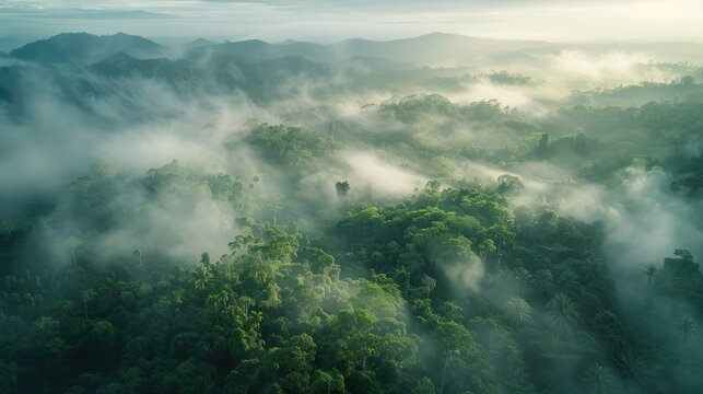Behold the breathtaking aerial vista of a dense emerald forest shrouded in ethereal misty clouds This lush ecosystem embodies the essence of rainforest conservation and the rejuvenating bea
