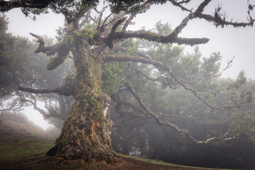 Bosque de fanal con nieblas al amanecer