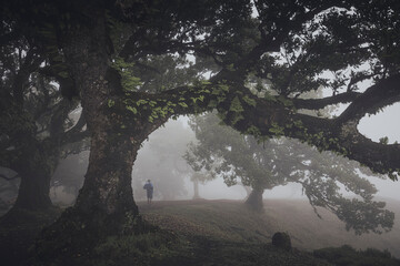 Bosque de fanal con nieblas al amanecer