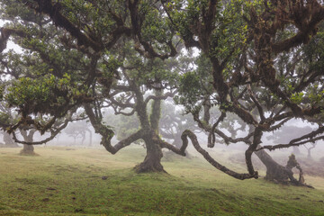 Bosque de fanal con nieblas al amanecer